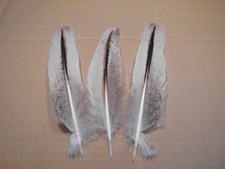 3 piume bianche e colorate