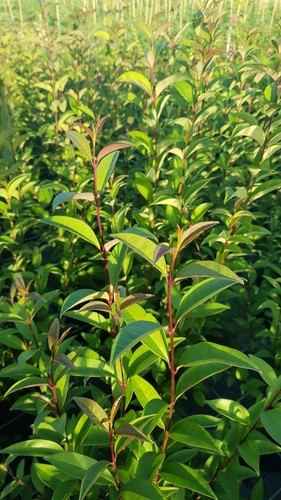 Ligustrum japonicum troène - /,
