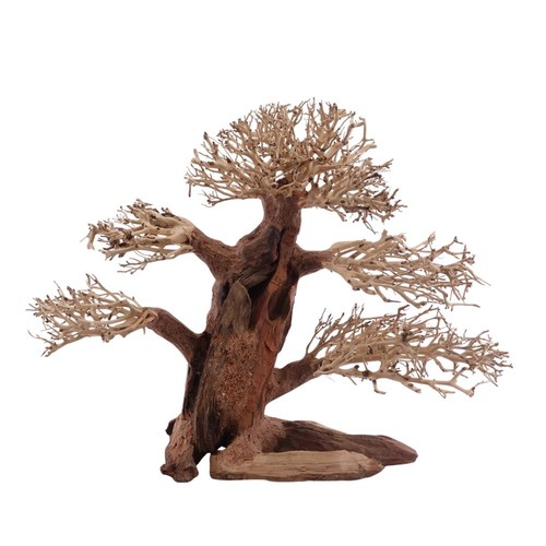 Bonsai classico albero - , xl