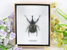 Thai figthing Beetle - veri