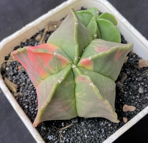 Astrophytum onzuka - 1,
