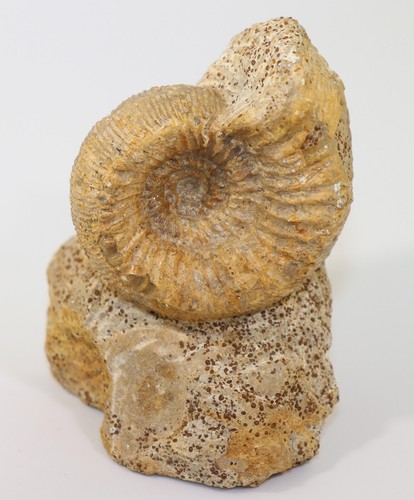 Ammonite teloceras jura - ammonite,,