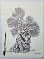 Ulivo salentino disegno - ulivo,