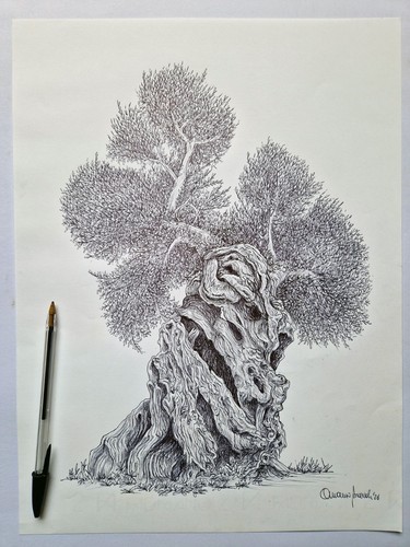 Ulivo salentino disegno - disegno, con