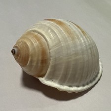 Tonna Sulcosa 4” X 3”
