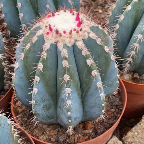 Decorazione cactus melocactus - cactus,