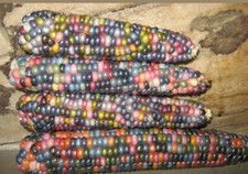 150 ? mais ARCOBALENO  raccolti 15 07 2025 + omaggio 