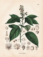 Croton tiglium kroton - tiglium, tree