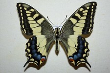 PAPILIO MACHAON SPHYRUS FEM EXUVIA - SICILY ITALY STUNNING QUALITY PAPILIONIDAE