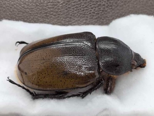 Dynastes hyllus moronii 4 - dynastes, 63-4