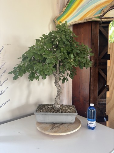 Bonsai quercus pubescens - quercus,