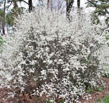 PRUNUS SPINOSA PRUGNOLO