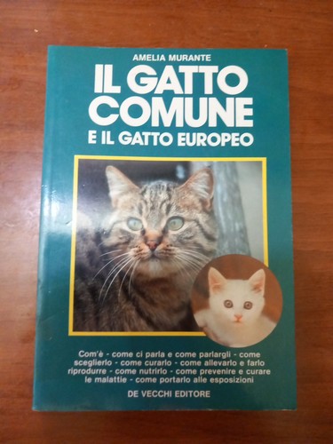 Gatto comune il - , e