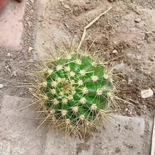Pianta succulenta cactus 5 - succulenta,