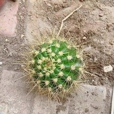 Pianta succulenta di cactus 5