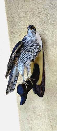 Trofeo sparviero taxidermie - sparviero,
