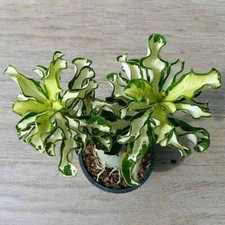 5 semi di Adenium obesum "variegata" Rosa del Deserto "semi freschi" +OMAGGIO