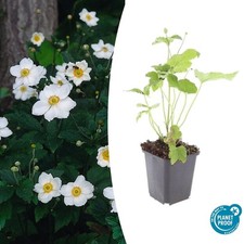 Perenne ornamentale - anemone