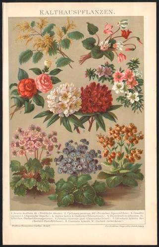 1897 lithographie originale - 1897,