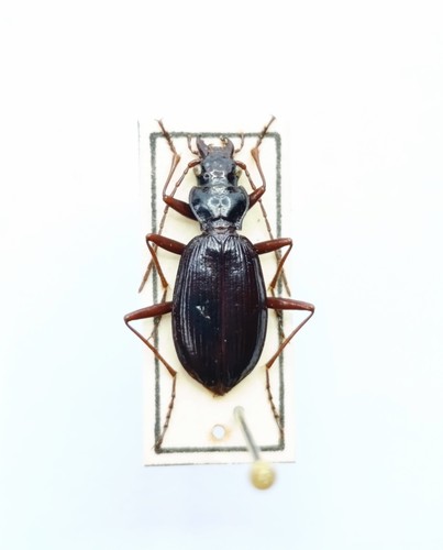 Entomology taxidermy - taxidermy,