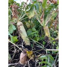 Daikon Ravanello, Semi di