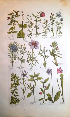 Stampa antica botanica erbario - stampa,