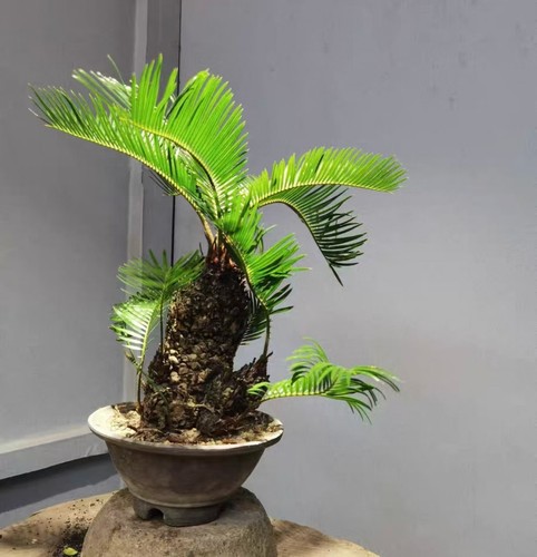 Cycas revoluta thunb giappone - cycas,