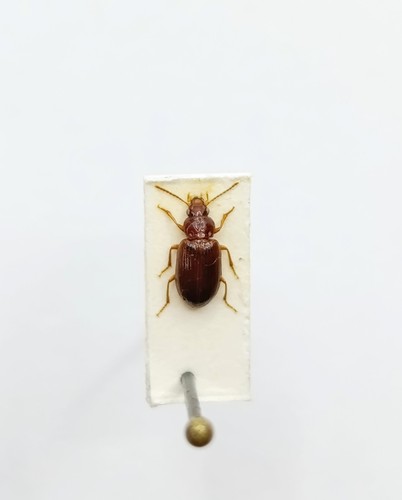 Entomology taxidermy - entomology,