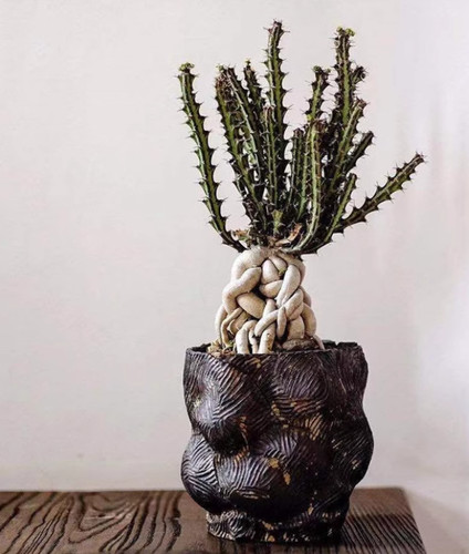 Pezzi euphorbia knuthii - pezzi,