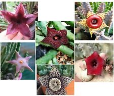 6 Steli radicati Piante grasse: Stapelia,,Huernia etc a radice nuda, NO vaso