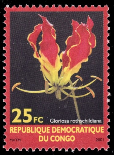 Congo 1626 native - d.r.,