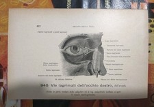 Lotto 3 Stampe Anatomiche