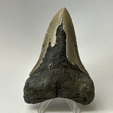 Dente di squalo megalodonte