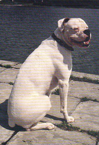 Dogo argentino cartolina - argentino,