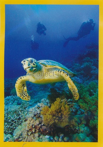 Panini national geographic - geographic,