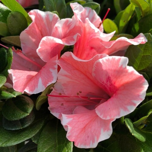 Sunburst azalea deciduous - sunburst~~azalea,