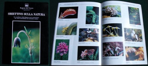 Obiettivo sulla natura - sulla,