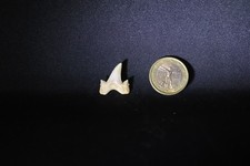 Fossil shark tooth, dente squalo fossile CRETOLAMNA appendiculata, Marocco