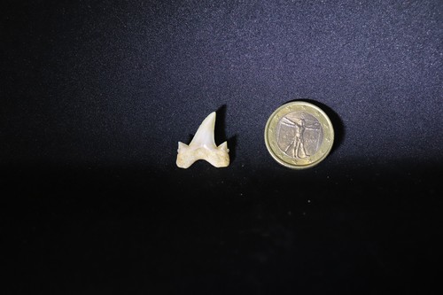 Fossil shark tooth dente - tooth,,