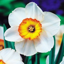 Narcisi bulbi di fiori cipolle fiori Narciso a grande corona Flower Record 5 pz.