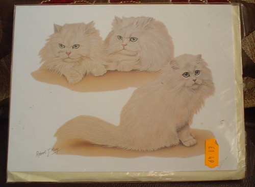 Lovely chinchilla persian cat - chinchilla,