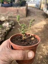 Bonsai Timo Vulgarys, Mame