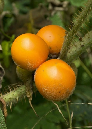 Lulo quitorange solanum - -,