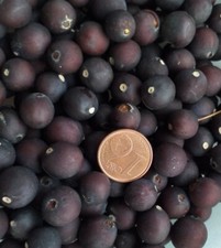 CELTIS AUSTRALIS BAGOLARO