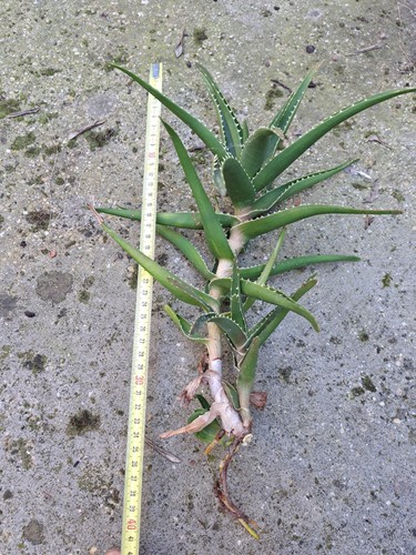 Lotto piante aloe - lotto, 3