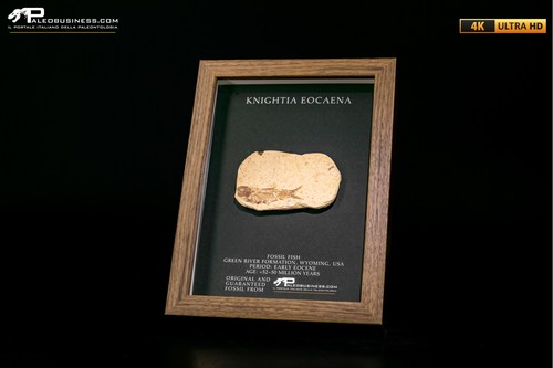 Pesce fossile knightia - fossile, eocaena