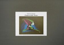 FREZZATO PORTFOLIO CAPPUCCETTO ROSSO EDIZIONE SPECIALE