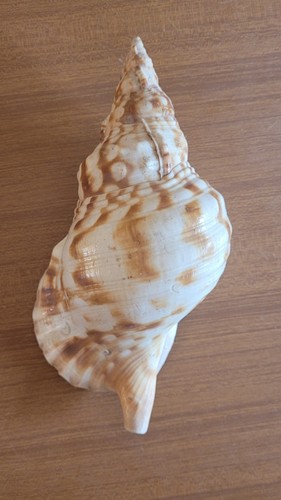 Grande conchiglia marina