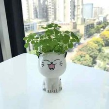 Vaso gatto per - , piantine