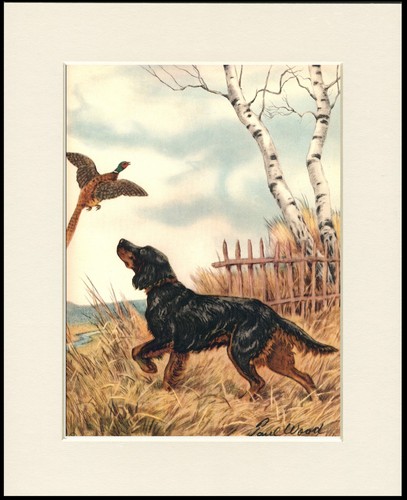 Gordon setter dog - gordon, art